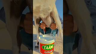 Bakri ka Doodh karne ka Asan Tarika shorts viralvideo tanweer goatfarm bakrifarming ￼ [upl. by Lardner331]