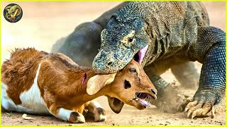 Insane Moments Komodo Dragon Attacks And Swallows All Prey In Sight  Animal Fighting [upl. by Liscomb]