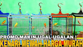 PROMO MAKIN UGALUGALAN  RATUSAN EKOR KENARI MULAI SERI LOPER SAMPAI YS DIOBRAL PROMO AKHIR TAHUN [upl. by Hoebart]