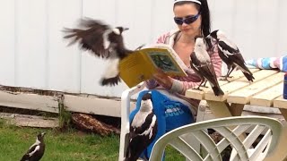 Australian Magpies  Our Best Clips Part 1 [upl. by Agnese]