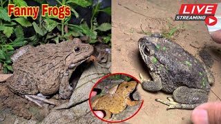 🐸Boing boing catching froggy funny  wep wep catch frogs make you laugh fannyvideo frog shorts p9 [upl. by Dieter]