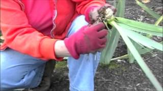 Garden Care Replanting Iris [upl. by Emina]