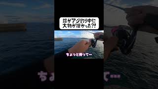 嫁がアジ釣り中に大物を掛けた！ 離島生活釣りせんば fishing [upl. by Larena]