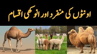 Camels Species found in the World  Dromedary Camel  Bacterian Camel  Llama  Guanaco etc [upl. by Cheyne999]