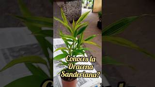 Conoces la DRACENA SANDERIANA [upl. by Trevah]