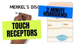 2Minute Neuroscience Touch Receptors [upl. by Yttap88]