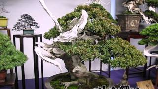 2014 Bonsai market at the Green Club Part 5 Ueno Park Kokufu Bonsai Ten By Centro Bonsai Tenerife [upl. by Kinimod]