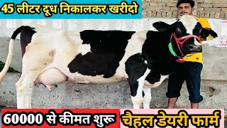 आज खरीदो 45 लीटर दूध वाली एच एफ गाय। top class 8 hf cows available for sale Chahal Dairy Farm [upl. by Aikimat]