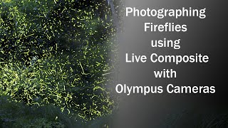 Photographing Fireflies with Olympus LIVE COMPOSITE 1080 [upl. by Esilenna527]