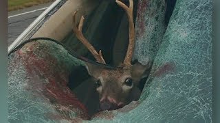 Deer lands in cars passenger seat [upl. by Anauqes]