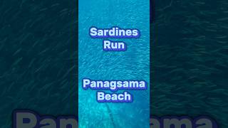 Sardines Run  Panagsama Beach  moalboal travel philippines [upl. by Llenyar]