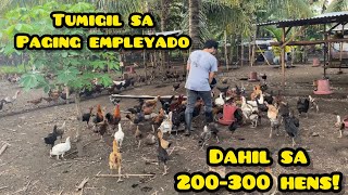 HUMINTO KANA SA TRABAHO AT MAG ALAGA NG 200300 HENS [upl. by Wagoner]