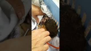 Removing Botfly from Squirrel [upl. by Sill497]