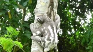 Threetoed sloths climbing up together [upl. by See]