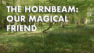 Hornbeam Our Magical Friend [upl. by Noyar]