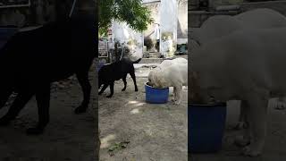 Labour dog Viral video Youtubeshort short video viral video funny video [upl. by Handal]