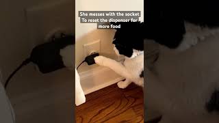 Cat Food Dispenser Hack [upl. by Samson]