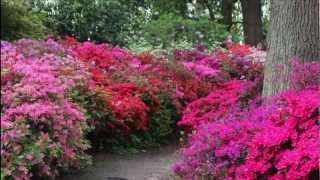 Isabella Plantation Richmond Park [upl. by Aninay651]