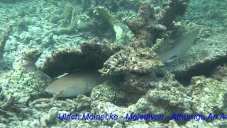 Maldives Nurse Shark  Ammenhai  Ari Atoll [upl. by Wilkison436]