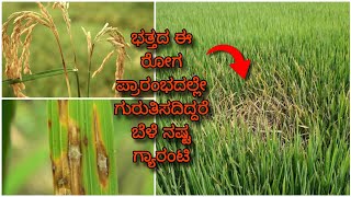 Paddy Blast disease  ಭತ್ತದ ಬೆಂಕಿ ರೋಗ ಸಂಪೂರ್ಣ ಮಾಹಿತಿ  Symptoms amp control measures [upl. by Goldstein513]