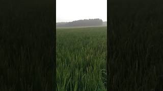 veesuthu katrum panithulium farmer video trip [upl. by Ahsoj343]