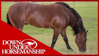 Clinton Anderson The Purpose of Using Sideline Hobbles  Downunder Horsemanship [upl. by Nillor527]