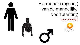 De hormonale regeling van de mannelijke voortplanting  GENETICA [upl. by Eicarg]