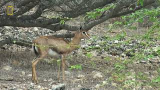 Wildlife of Iran Mountain gazelle  حیات وحش ایران آهوی کوهی دره شوری [upl. by Nenad]