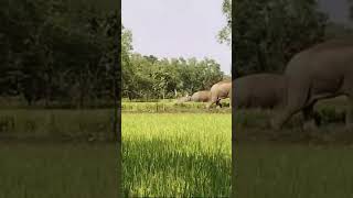 Elephant new video like share comment subscribe [upl. by Atirehs]