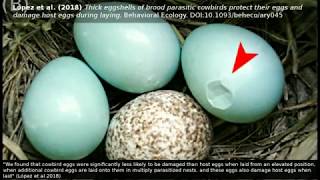 Brood parasitism Cowbird eggs damage host eggs during laying from elevated positions [upl. by Resiak987]