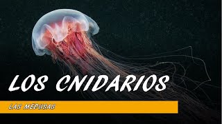 LOS CNIDARIOS [upl. by Truscott975]