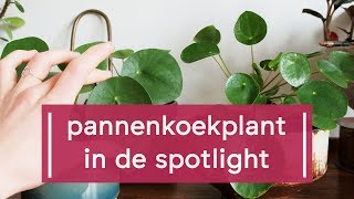 Zo verzorg je de PannenkoekplantPilea peperomioides [upl. by Rodoeht]