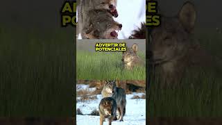 Los Lobos y Sus Aullidos Comunicativos lobos lobo animales aullidos curiosidades faunavida [upl. by Anoyk879]