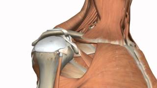 Shoulder Joint  Glenohumeral Joint  3D Anatomy Tutorial [upl. by Anayad880]