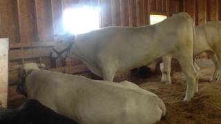 Huge Chianina Oxen at the Fryeburg Fair 2013 [upl. by Skutchan]