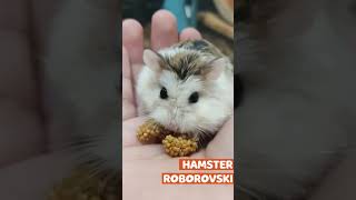 HAMSTER ROBOROVSKI 🐹 CONOCELO shorts [upl. by Lymn]