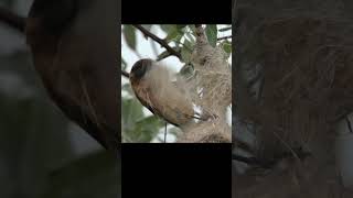 Penduline tit steal material from someone elses nest shots birds wildlife [upl. by Leanard510]