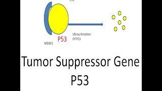 oncology Tumor Suppressor Gene  P53 p53 protein  p 53 [upl. by Lotta]