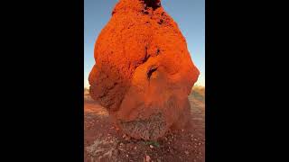 The Fascinating World of Termite Mounds An InDepth Look [upl. by Ettennat]