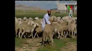 AlgerieTebessaagriculture [upl. by Abrahan]