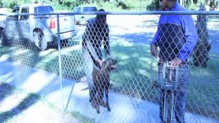 Dutch shepherd aggressive barking as a deterrent training [upl. by Iaw923]