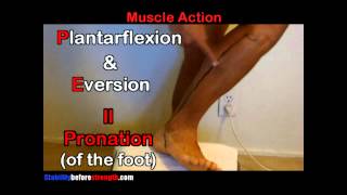 Fibularis Peroneus Longus Muscle Anatomy 512 Peroneus Longus Muscle Stretch amp Exercise [upl. by Meletius]