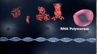 The Lac operon  Regulation of gene expression [upl. by Nahtnamas]