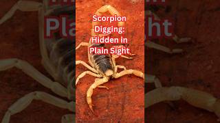 How a Scorpion Hides in the Sand  Incredible Wildlife [upl. by Rhine]