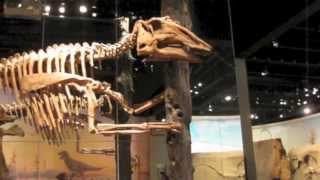 Drumheller Royal Tyrrell Museum [upl. by Aibonez376]