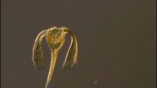 Ceratium platycorne a dinoflagellate of the marine plankton shows off its flagellum [upl. by Boniface]