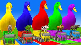 5 Giant Duck CartoonCowElephantTigerLionDinosaurPaint Wild Animals Crossing Fountain Animation [upl. by Eytak]