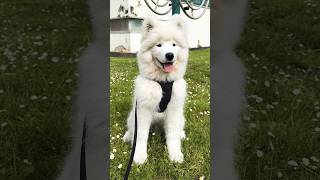 Puppy day 🤍 samoyed dog puppy fluffydog floki doglife doglover [upl. by Hedy244]