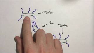 Microbiology  Bacterial Movement [upl. by Atnwahsal877]