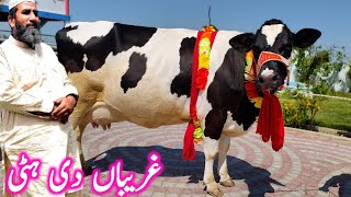 Cross Gae  Sasti Gae  Gabhan Gae  Milking Wali Taza Soe Hue Gae  Bachrian  Mandi Star [upl. by Xed]